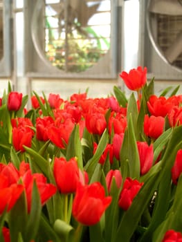 the Selection of Various Colorful  Flower in nature