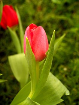 the Selection of Various Colorful  Flower in nature