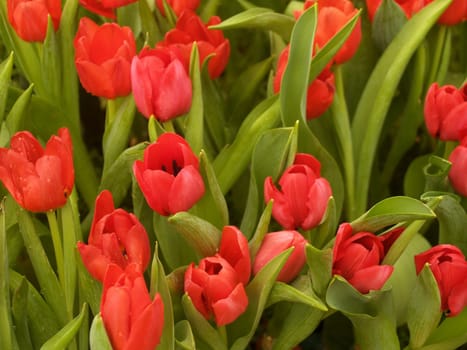 the Selection of Various Colorful  Flower in nature