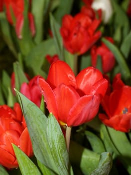 the Selection of Various Colorful  Flower in nature