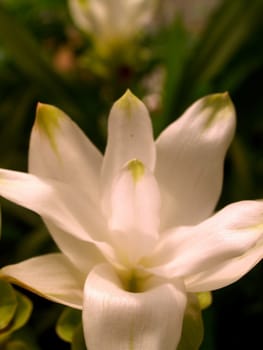 the Selection of Various Colorful  Flower in nature