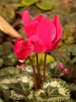 the Selection of Various Colorful  Flower in nature