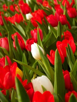 the Selection of Various Colorful  Flower in nature