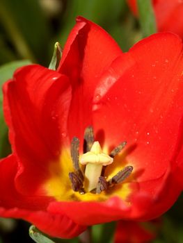 the Selection of Various Colorful  Flower in nature