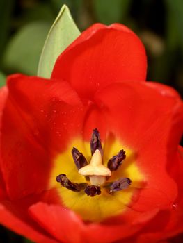 the Selection of Various Colorful  Flower in nature