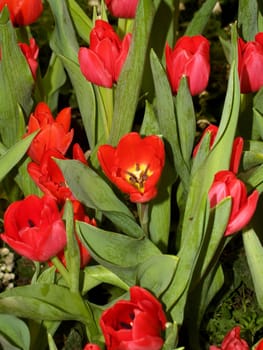 the Selection of Various Colorful  Flower in nature