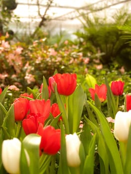 the Selection of Various Colorful  Flower in nature