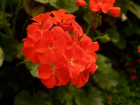 the Selection of Various Colorful  Flower in nature