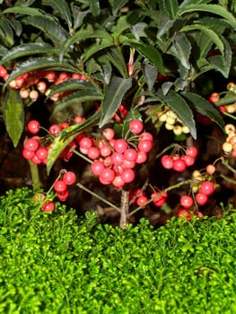 the Selection of Various Colorful  Flower in nature