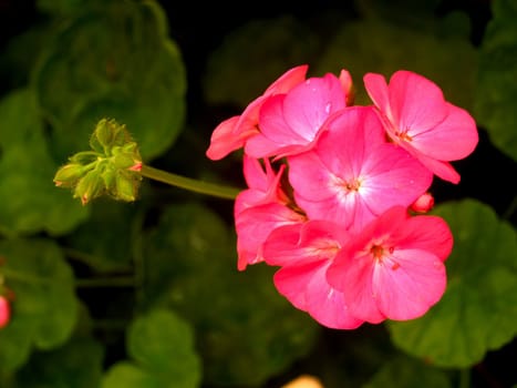 the Selection of Various Colorful  Flower in nature