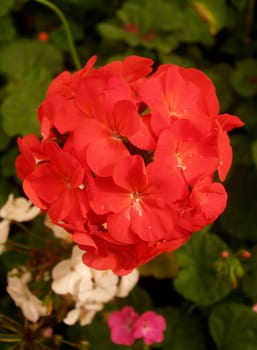 the Selection of Various Colorful  Flower in nature