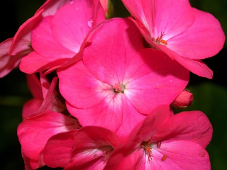 the Selection of Various Colorful  Flower in nature