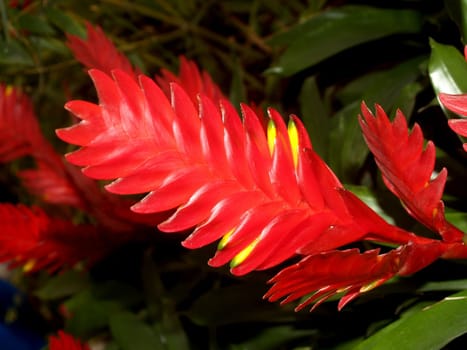 the Selection of Various Colorful  Flower in nature