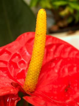 the Selection of Various Colorful  Flower in nature