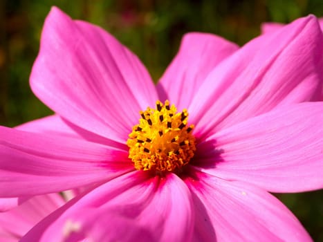 the Selection of Various Colorful  Flower in nature