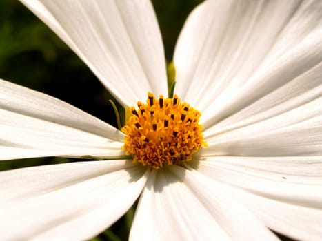 the Selection of Various Colorful  Flower in nature