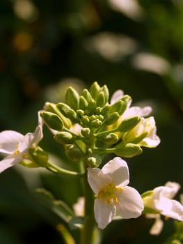 the Selection of Various Colorful  Flower in nature