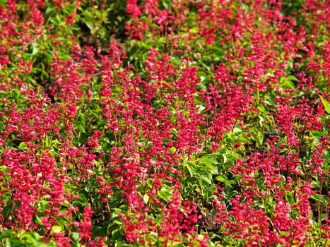 the Selection of Various Colorful  Flower in nature