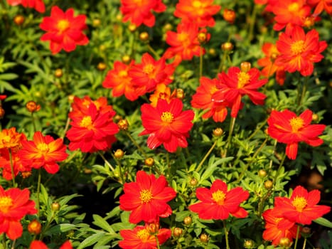 the Selection of Various Colorful  Flower in nature