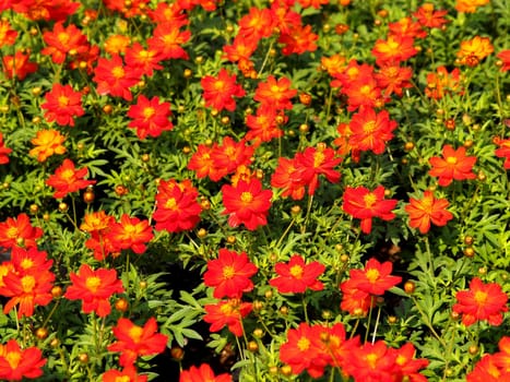 the Selection of Various Colorful  Flower in nature