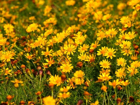 the Selection of Various Colorful  Flower in nature