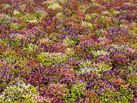 the Selection of Various Colorful  Flower in nature