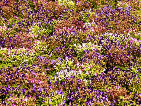 the Selection of Various Colorful  Flower in nature