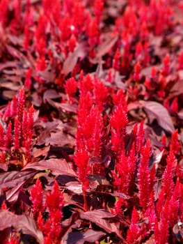 the Selection of Various Colorful  Flower in nature