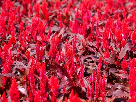 the Selection of Various Colorful  Flower in nature