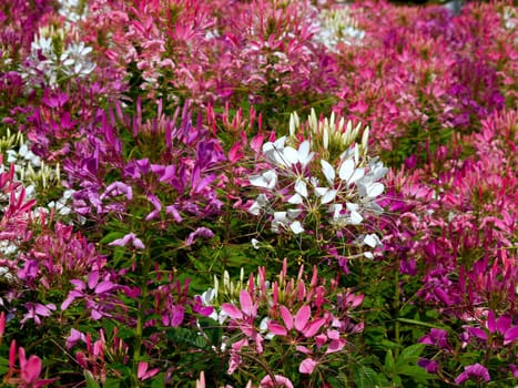 the Selection of Various Colorful  Flower in nature