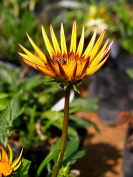 the Selection of Various Colorful  Flower in nature