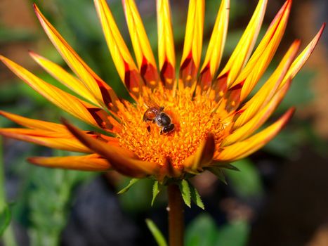 the Selection of Various Colorful  Flower in nature