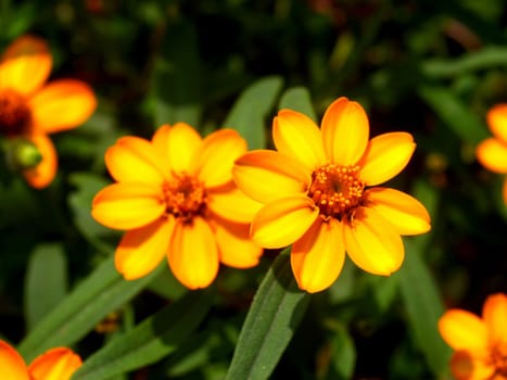 the Selection of Various Colorful  Flower in nature