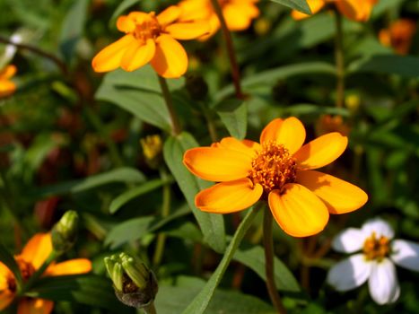 the Selection of Various Colorful  Flower in nature