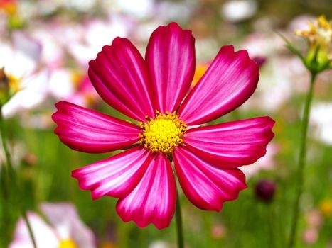 the Selection of Various Colorful  Flower in nature