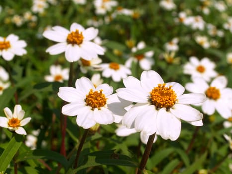 the Selection of Various Colorful  Flower in nature