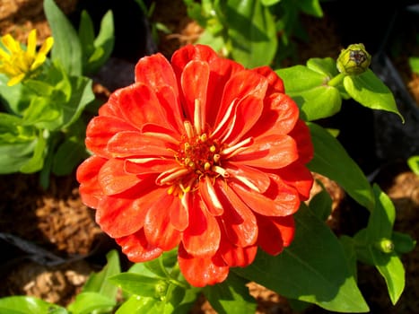 the Selection of Various Colorful  Flower in nature