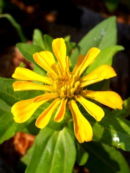 the Selection of Various Colorful  Flower in nature