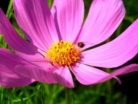 the Selection of Various Colorful  Flower in nature