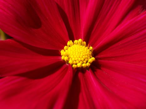 the Selection of Various Colorful  Flower in nature