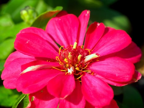 the Selection of Various Colorful  Flower in nature