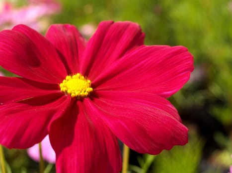 the Selection of Various Colorful  Flower in nature