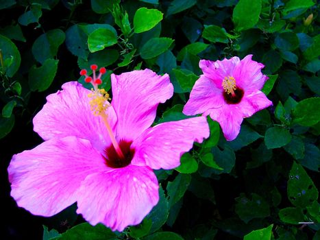 the Selection of Various Colorful  Flower in nature