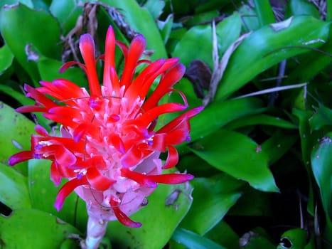 the Selection of Various Colorful  Flower in nature