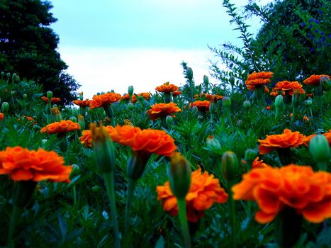 the Selection of Various Colorful  Flower in nature