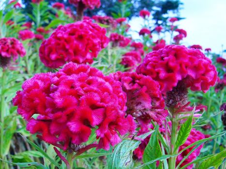 the Selection of Various Colorful  Flower in nature