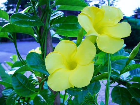 the Selection of Various Colorful  Flower in nature