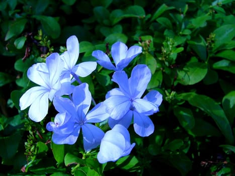 the Selection of Various Colorful  Flower in nature