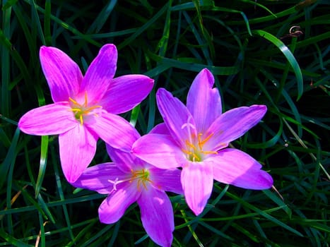 the Selection of Various Colorful  Flower in nature