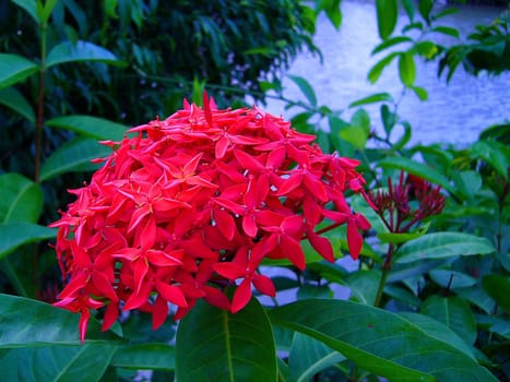 the Selection of Various Colorful  Flower in nature